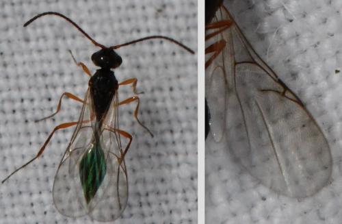 Réf. 319 184 : Aclista sp.
